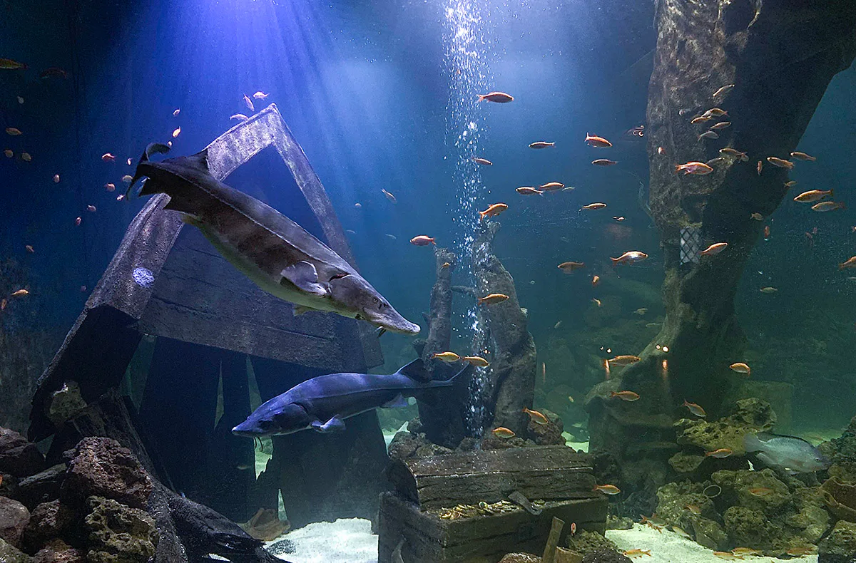 Gourmet-Menü im Unterwasser-Restaurant in Neuwied für 2 - 5