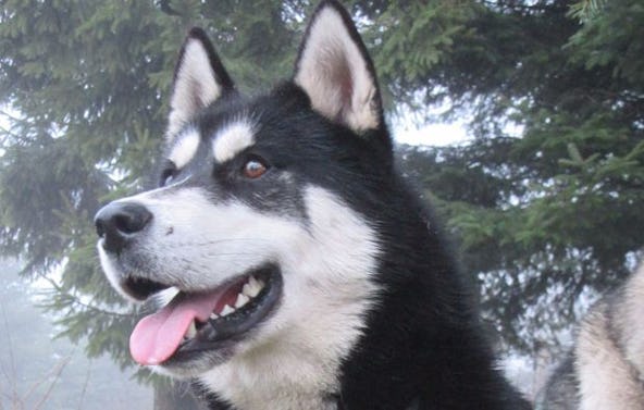 Schlittenhunde-Workshop Bad Herrenalb