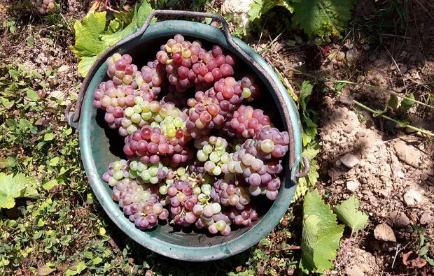 Weinreise Mesenich für 2 (2 Nächte) - 6