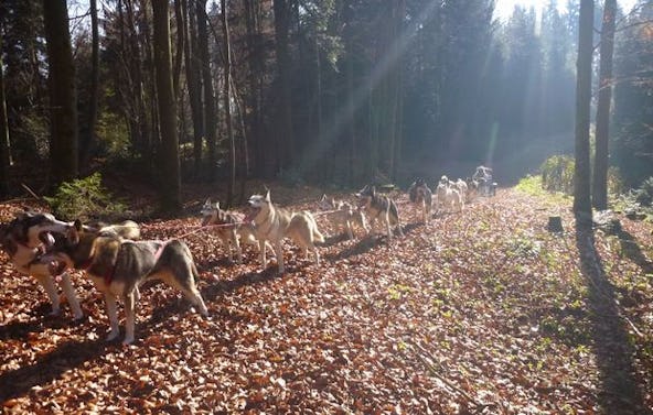 Schlittenhunde Wagenabenteuer Ermenswil für 2