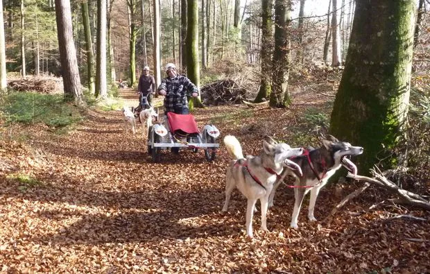Schlittenhunde Wagenabenteuer Ermenswil für 2 - 3