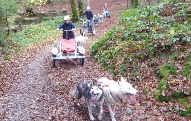 Schlittenhunde Wagenabenteuer Ermenswil für 2 - 2