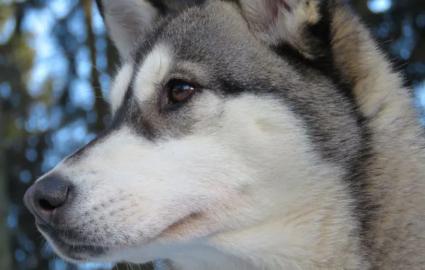 Schlittenhundefahrt Bad Herrenalb für 2