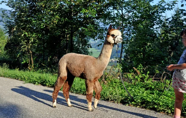 Alpaka Wanderung St. Paul im Lavanttal für 2 - 3