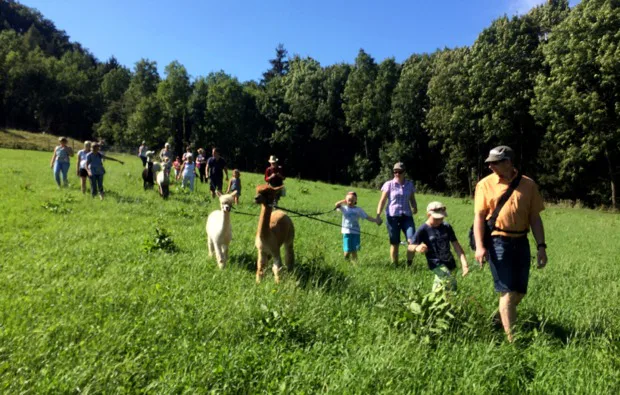 Alpaka Wanderung St. Paul im Lavanttal für 2 - 5