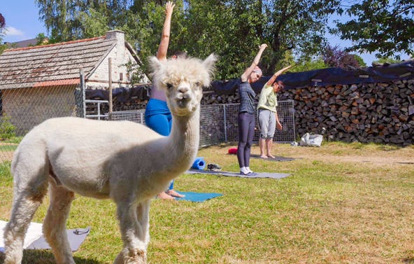 Alpaka Yoga für 2 Arnstein