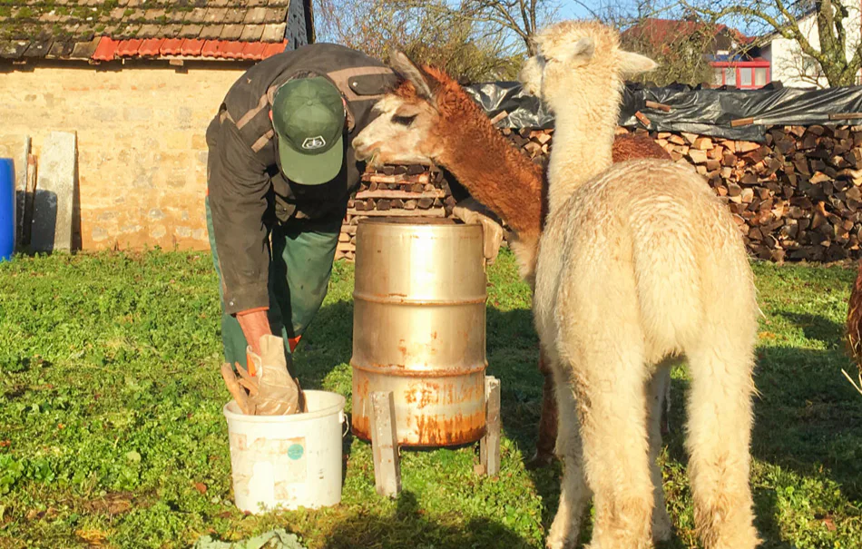 Alpaka Wanderung mit Glühwein Arnstein für 2 - 2