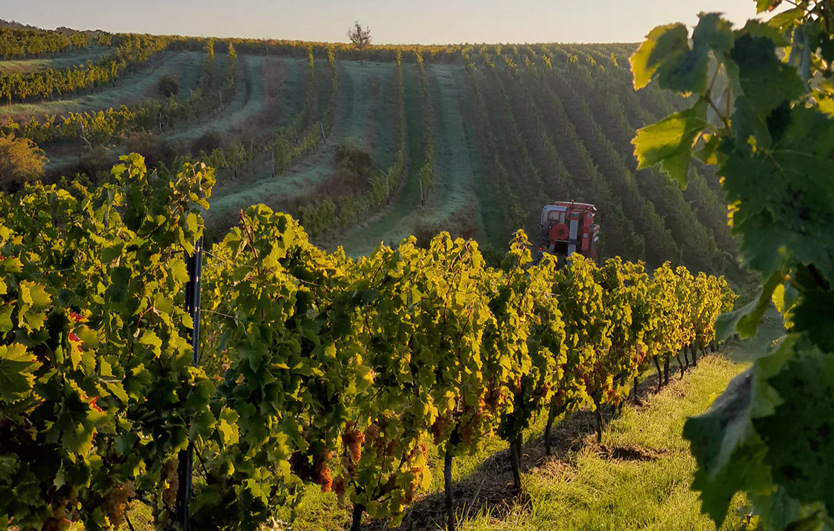 Weinbergwanderung mit Weinprobe Guldental - 2