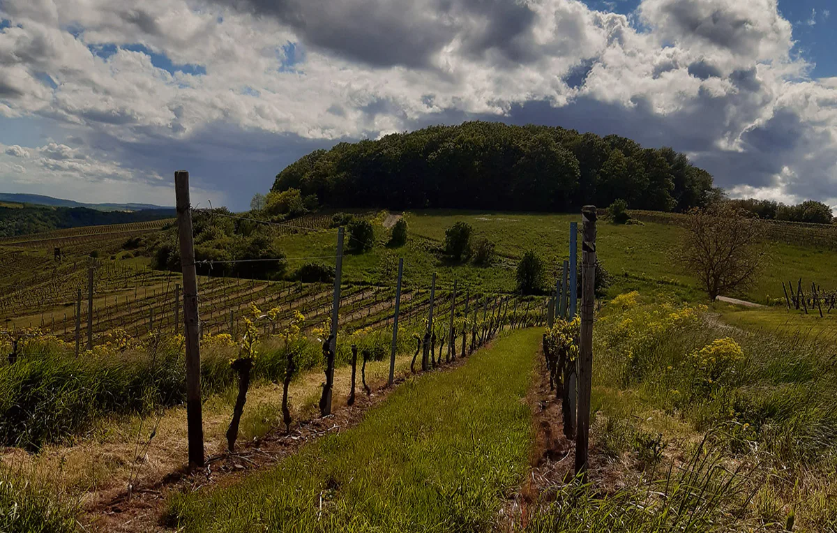 Weinbergwanderung mit Weinprobe Guldental - 3