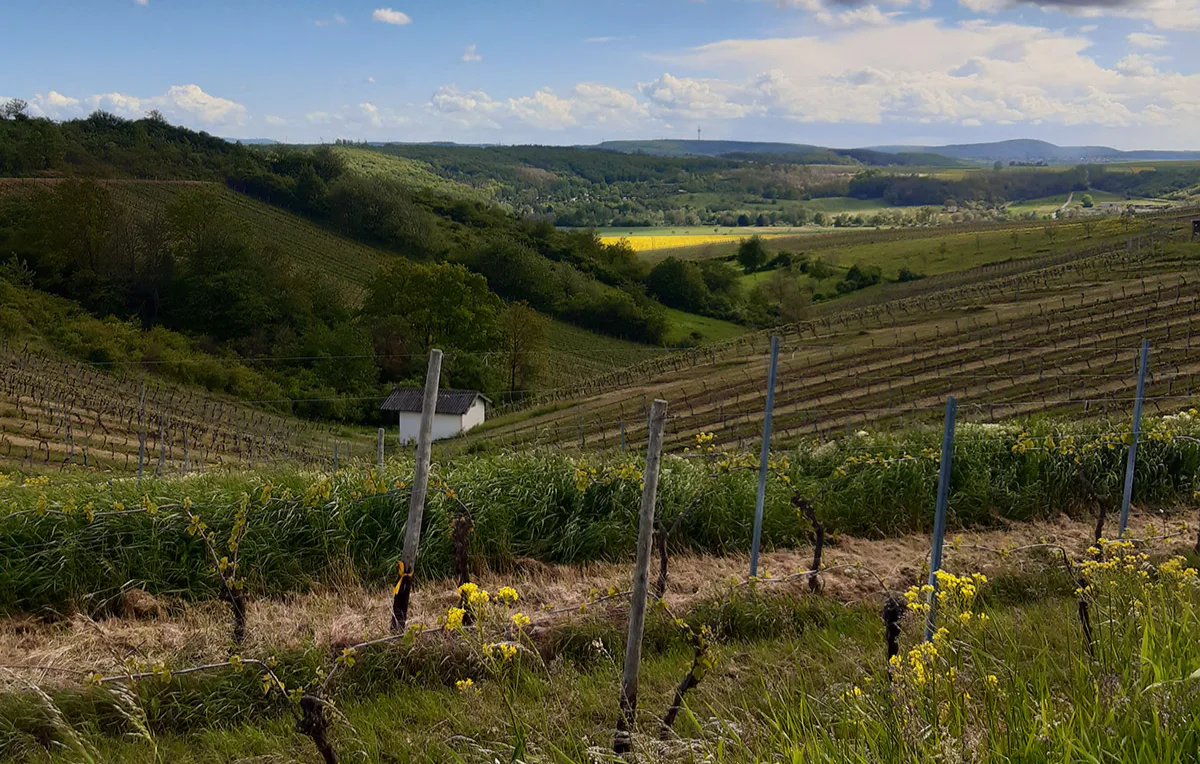 Weinbergwanderung mit Weinprobe Guldental - 4