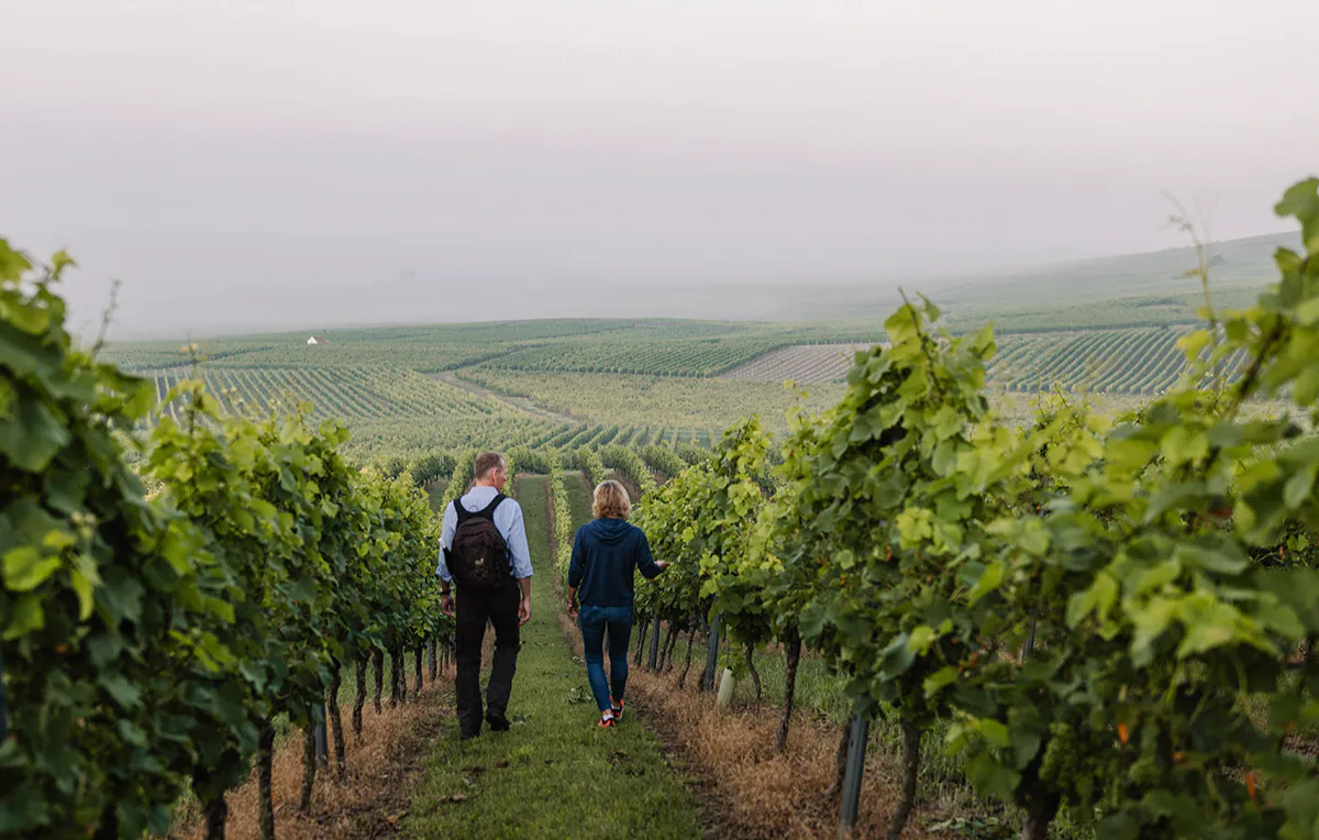 Genusswandern in Rheinhessen Mommenheim für 2 (1 Nacht) - 1
