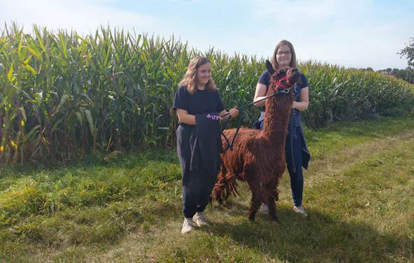 Alpaka Spaziergang Schönau-Berzdorf für 2