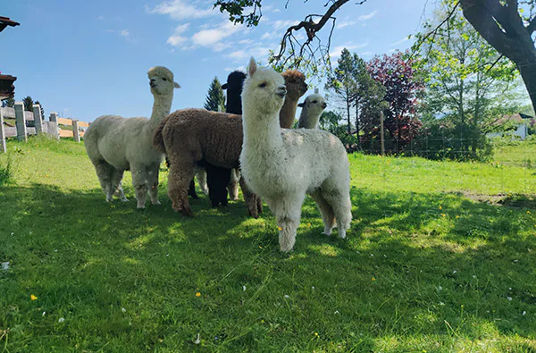 Erlebnistag Picknick mit Alpakawanderung für 2 - 2