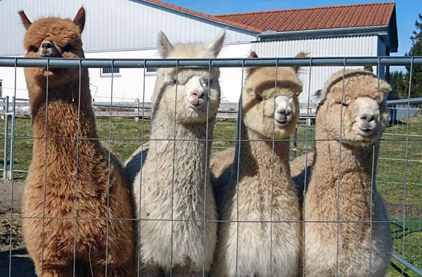 Erlebnistag Picknick mit Alpakawanderung für 2 - 3