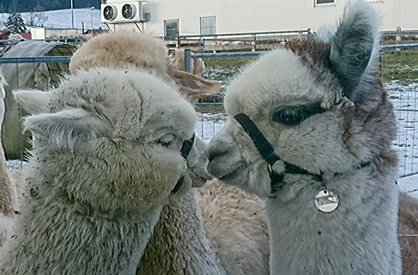 Erlebnistag Picknick mit Alpakawanderung für 2 - 4