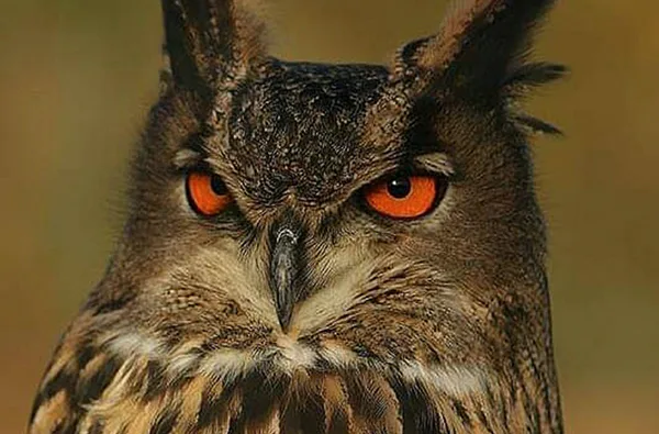 Spaziergang mit Greifvogel auf dem Arm - 2