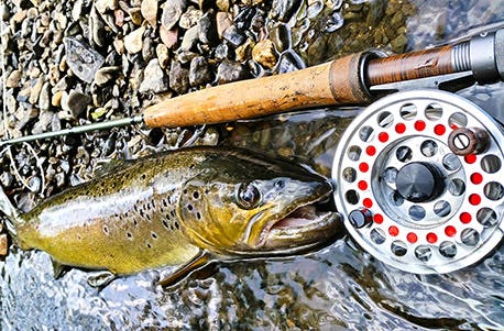 Fliegenfischen in Magdeburg (2 Tage)