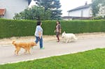 Crash-Kurs in der Hundeschule bei Traunreut