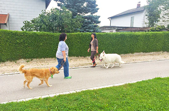 Crash-Kurs in der Hundeschule bei Traunreut - 3