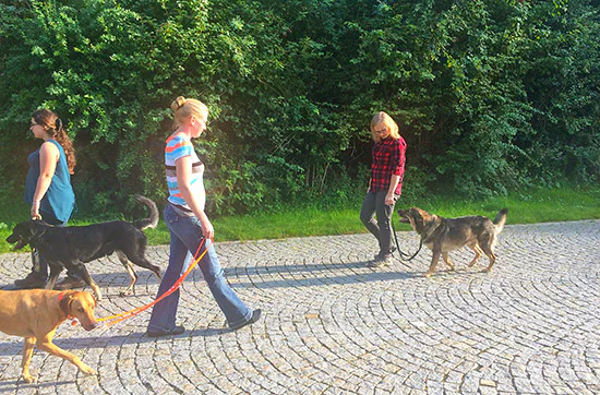 Crash-Kurs in der Hundeschule bei Traunreut - 6