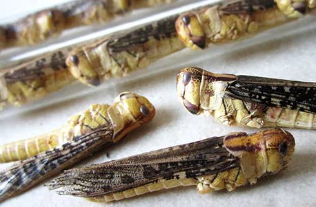 Snack Insects Kochset für Zuhause - 5