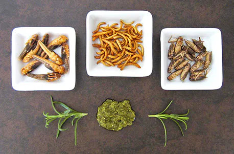 Snack Insects Kochset für Zuhause Österreich - 2