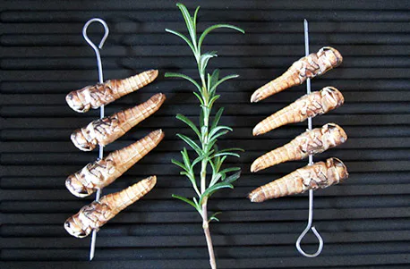 Snack Insects Kochset für Zuhause Österreich - 3