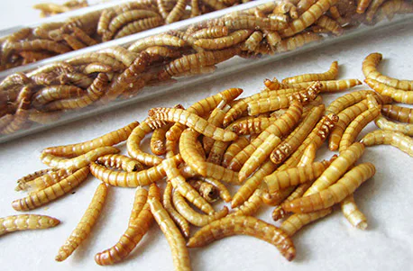Snack Insects Kochset für Zuhause Österreich - 4