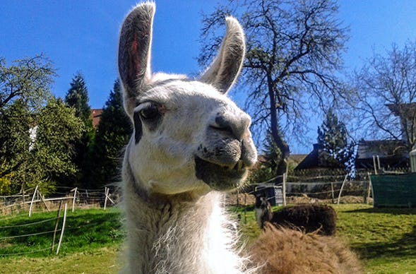 Lama Wanderung Darmstadt (1,5 Std.)