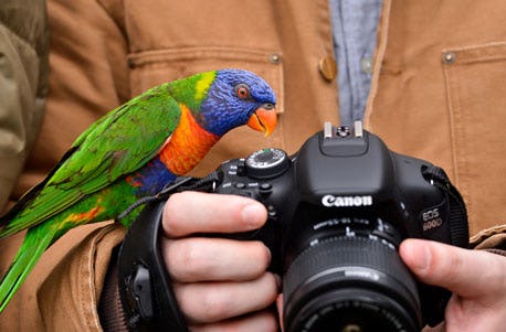 Tierfotografie für Einsteiger im Tierpark