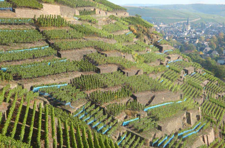 Weinbergwanderung mit Winzer im Ahrtal - 5