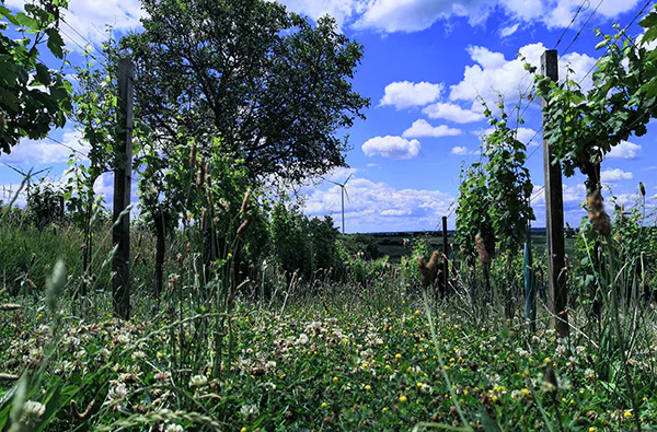 Weinbergwanderung Hohenruppersdorf - 4