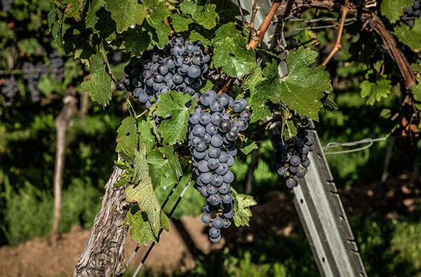 Weinbergwanderung & Weinprobe Raum Heidelberg für 2 - 3