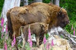 Kurzurlaub mit Wisent-Park Besuch im Sauerland für 2