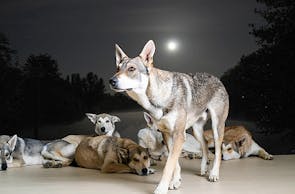 Wolfhunde Mondscheinwanderung in Büren