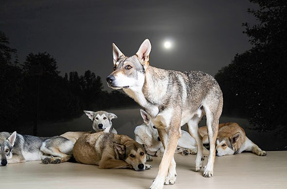 Wolfhunde Mondscheinwanderung in Büren