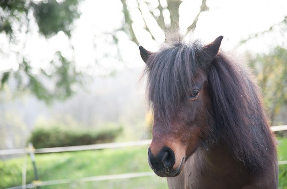 Pony Wanderung Bad Urach