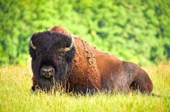 Bison Erlebnistag Wermsdorf