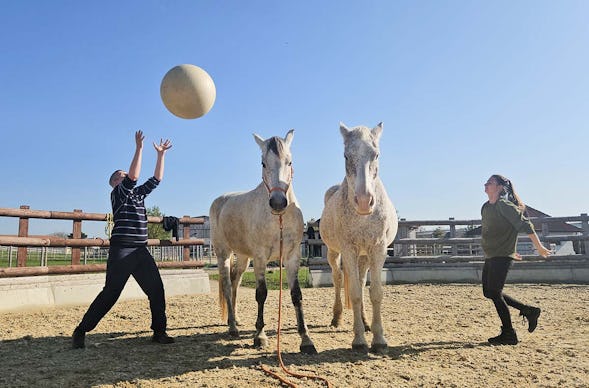 Pferdeflüstern Raum St. Pölten