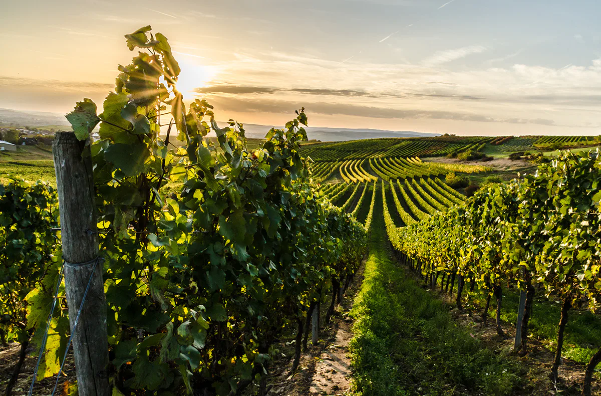 Weinwanderung Schriesheim (Kräuter und Wein) - 7