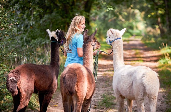 Alpaka Erlebnis Freyburg