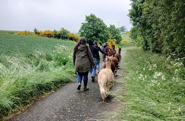 Alpaka-Trekking-Tour für 2 Plütscheid (6 Std.)