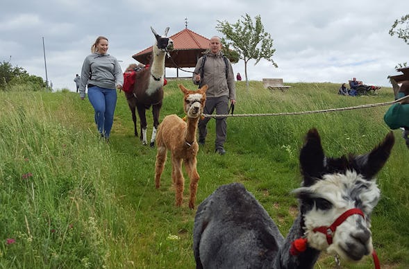 Alpaka-Trekking-Tour Stadecken-Elsheim