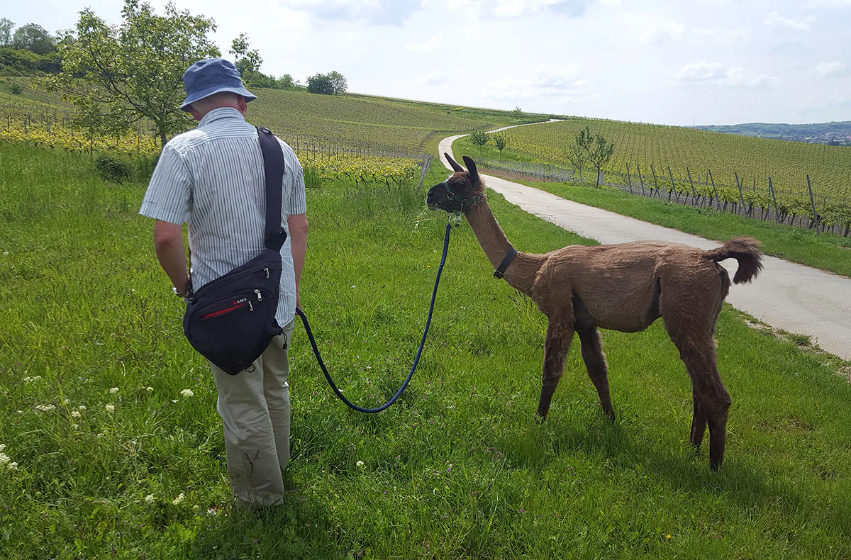 Alpaka-Trekking-Tour Stadecken-Elsheim - 3
