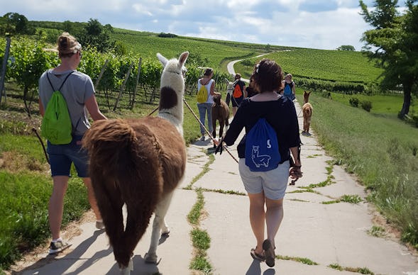 Alpaka-Trekking-Tour für 2 Stadecken-Elsheim