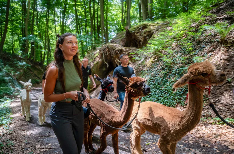 Alpaka Wanderung Bruchhausen für 2