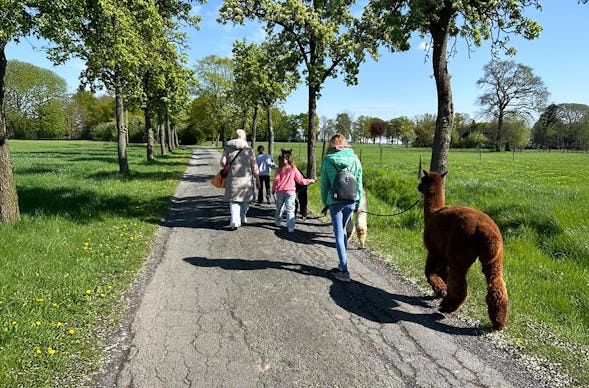 Feierabend-Walk mit Alpakas für 2