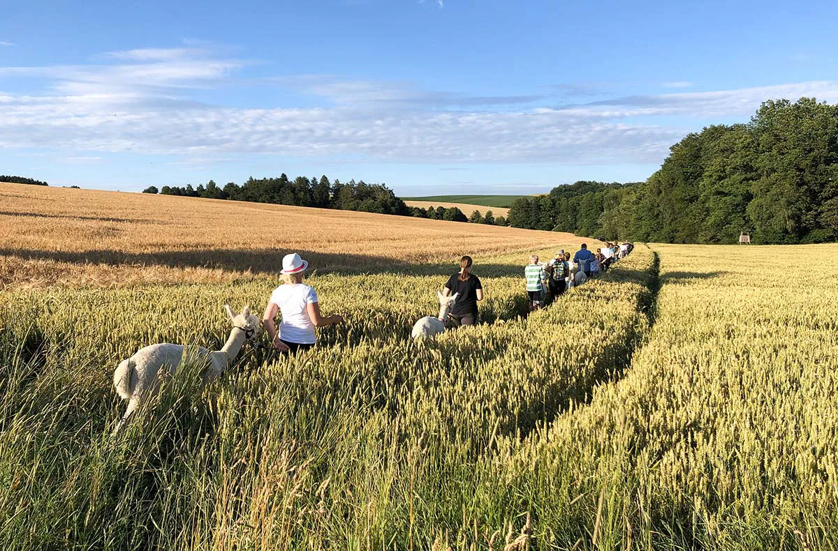 Alpaka Trekking für 2 Raum Dachau (4,5 Std.) - 3