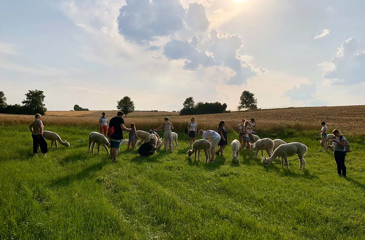 Alpaka Trekking für 2 Raum Dachau (4,5 Std.) - 4