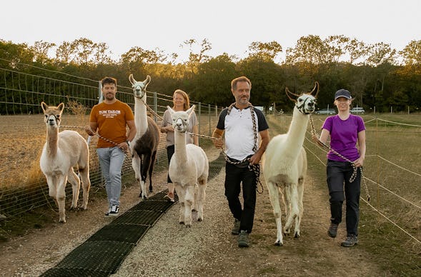 Alpaka und Lama Wanderung Mödling